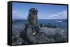 Red Marine Iguanas on Volcanic Rock-Paul Souders-Framed Stretched Canvas