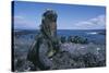 Red Marine Iguanas on Volcanic Rock-Paul Souders-Stretched Canvas