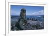 Red Marine Iguanas on Volcanic Rock-Paul Souders-Framed Photographic Print