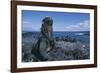 Red Marine Iguanas on Volcanic Rock-Paul Souders-Framed Photographic Print