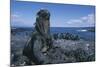 Red Marine Iguanas on Volcanic Rock-Paul Souders-Mounted Photographic Print