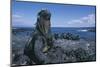 Red Marine Iguanas on Volcanic Rock-Paul Souders-Mounted Photographic Print