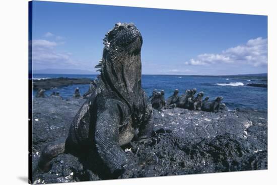 Red Marine Iguanas on Volcanic Rock-Paul Souders-Stretched Canvas