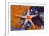 Red Mesh Starfish, Fromia Monilis, Ambon, the Moluccas, Indonesia-Reinhard Dirscherl-Framed Photographic Print