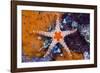 Red Mesh Starfish, Fromia Monilis, Ambon, the Moluccas, Indonesia-Reinhard Dirscherl-Framed Photographic Print