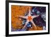 Red Mesh Starfish, Fromia Monilis, Ambon, the Moluccas, Indonesia-Reinhard Dirscherl-Framed Photographic Print