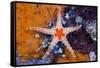 Red Mesh Starfish, Fromia Monilis, Ambon, the Moluccas, Indonesia-Reinhard Dirscherl-Framed Stretched Canvas