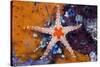 Red Mesh Starfish, Fromia Monilis, Ambon, the Moluccas, Indonesia-Reinhard Dirscherl-Stretched Canvas