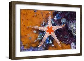 Red Mesh Starfish, Fromia Monilis, Ambon, the Moluccas, Indonesia-Reinhard Dirscherl-Framed Photographic Print