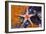 Red Mesh Starfish, Fromia Monilis, Ambon, the Moluccas, Indonesia-Reinhard Dirscherl-Framed Photographic Print