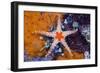 Red Mesh Starfish, Fromia Monilis, Ambon, the Moluccas, Indonesia-Reinhard Dirscherl-Framed Photographic Print