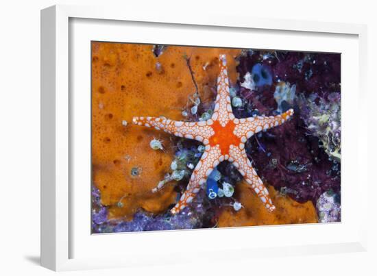 Red Mesh Starfish, Fromia Monilis, Ambon, the Moluccas, Indonesia-Reinhard Dirscherl-Framed Photographic Print
