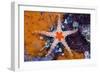 Red Mesh Starfish, Fromia Monilis, Ambon, the Moluccas, Indonesia-Reinhard Dirscherl-Framed Photographic Print