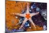 Red Mesh Starfish, Fromia Monilis, Ambon, the Moluccas, Indonesia-Reinhard Dirscherl-Mounted Photographic Print