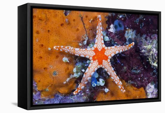 Red Mesh Starfish, Fromia Monilis, Ambon, the Moluccas, Indonesia-Reinhard Dirscherl-Framed Stretched Canvas