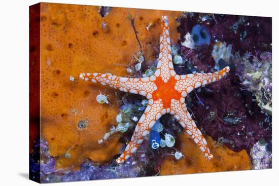 Red Mesh Starfish, Fromia Monilis, Ambon, the Moluccas, Indonesia-Reinhard Dirscherl-Stretched Canvas