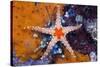 Red Mesh Starfish, Fromia Monilis, Ambon, the Moluccas, Indonesia-Reinhard Dirscherl-Stretched Canvas