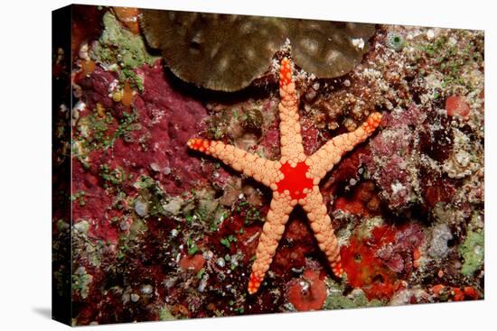 Red-Mesh Starfish (Fromia Monilis), Indian Ocean.-Reinhard Dirscherl-Stretched Canvas