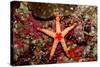Red-Mesh Starfish (Fromia Monilis), Indian Ocean.-Reinhard Dirscherl-Stretched Canvas