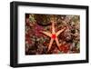 Red-Mesh Starfish (Fromia Monilis), Indian Ocean.-Reinhard Dirscherl-Framed Photographic Print