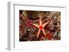 Red-Mesh Starfish (Fromia Monilis), Indian Ocean.-Reinhard Dirscherl-Framed Photographic Print