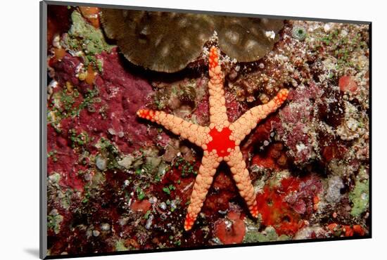 Red-Mesh Starfish (Fromia Monilis), Indian Ocean.-Reinhard Dirscherl-Mounted Photographic Print