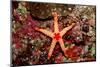 Red-Mesh Starfish (Fromia Monilis), Indian Ocean.-Reinhard Dirscherl-Mounted Photographic Print