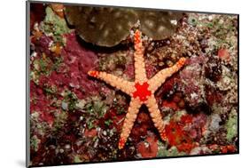 Red-Mesh Starfish (Fromia Monilis), Indian Ocean.-Reinhard Dirscherl-Mounted Photographic Print