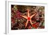 Red-Mesh Starfish (Fromia Monilis), Indian Ocean.-Reinhard Dirscherl-Framed Photographic Print