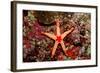 Red-Mesh Starfish (Fromia Monilis), Indian Ocean.-Reinhard Dirscherl-Framed Photographic Print