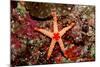 Red-Mesh Starfish (Fromia Monilis), Indian Ocean.-Reinhard Dirscherl-Mounted Photographic Print