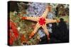 Red Mesh Starfish-Reinhard Dirscherl-Stretched Canvas