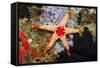 Red Mesh Starfish-Reinhard Dirscherl-Framed Stretched Canvas