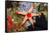 Red Mesh Starfish-Reinhard Dirscherl-Framed Stretched Canvas