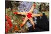 Red Mesh Starfish-Reinhard Dirscherl-Stretched Canvas