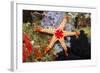 Red Mesh Starfish-Reinhard Dirscherl-Framed Photographic Print