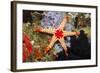 Red Mesh Starfish-Reinhard Dirscherl-Framed Photographic Print