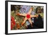 Red Mesh Starfish-Reinhard Dirscherl-Framed Photographic Print