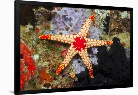 Red Mesh Starfish-Reinhard Dirscherl-Framed Photographic Print