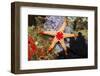 Red Mesh Starfish-Reinhard Dirscherl-Framed Photographic Print