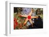 Red Mesh Starfish-Reinhard Dirscherl-Framed Photographic Print