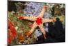 Red Mesh Starfish-Reinhard Dirscherl-Mounted Photographic Print