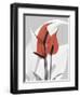 Red Moment Flamingo-Albert Koetsier-Framed Premium Giclee Print