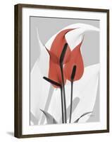 Red Moment Flamingo-Albert Koetsier-Framed Art Print