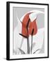 Red Moment Flamingo-Albert Koetsier-Framed Art Print