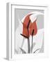 Red Moment Flamingo-Albert Koetsier-Framed Art Print