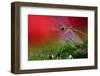 Red Morning II-Heidi Westum-Framed Photographic Print