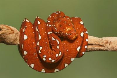 Red Tree Python Photos Red morph of green tree python. Photographic Print | AllPosters.com