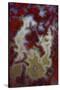 Red Moss Agate Slab-Darrell Gulin-Stretched Canvas