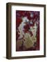 Red Moss Agate Slab-Darrell Gulin-Framed Photographic Print